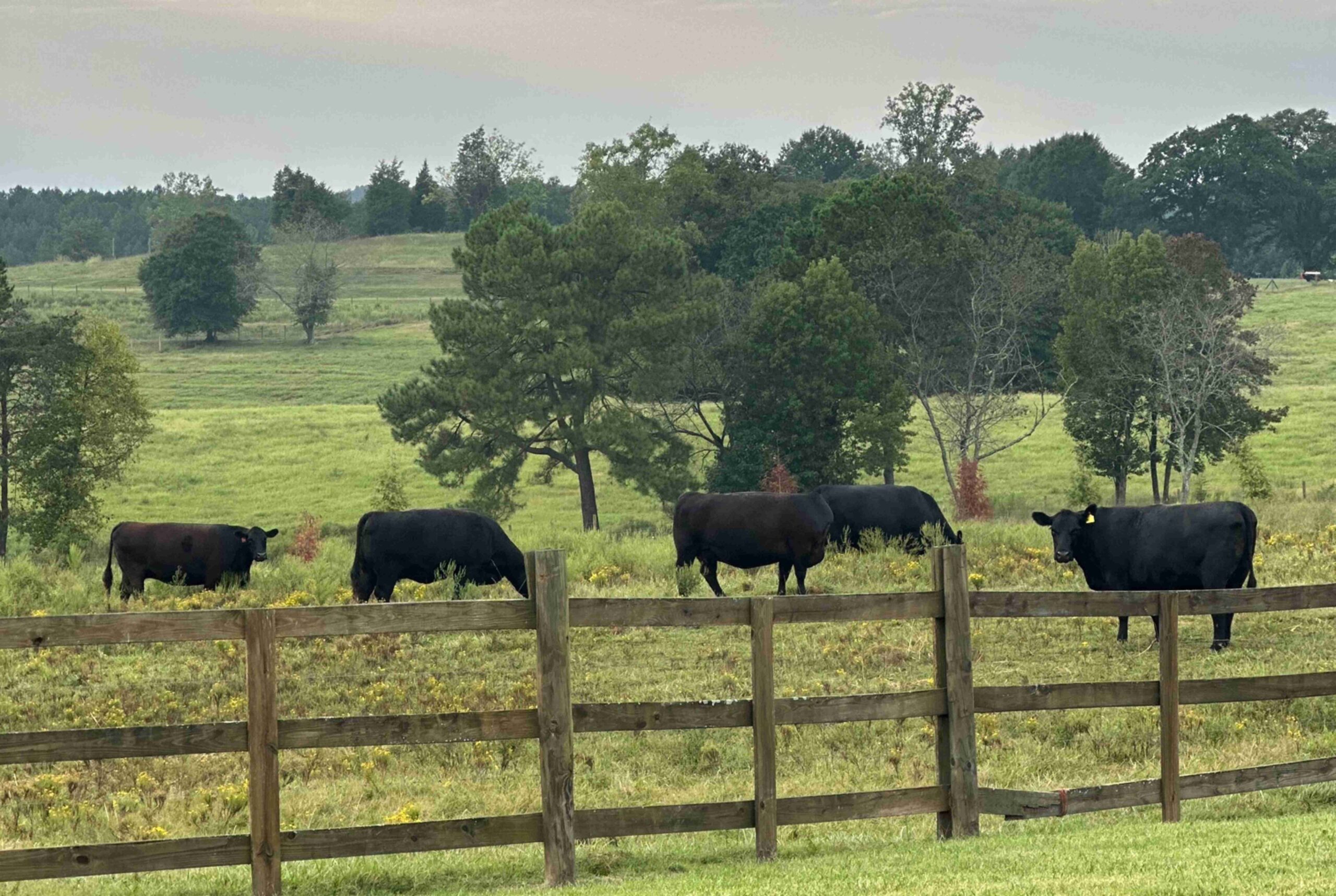 Grass Fed Angus Beef For Sale Watts Family Farm